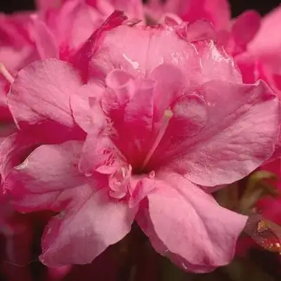 Азалия РОКОКО японская в Сморгони