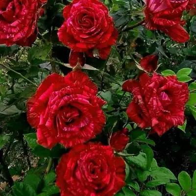 Роза РЕД ИНТУИШН чайно-гибридная в Сморгони