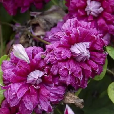 Клематис ПУРПУРЕА ПЛЕНА ЭЛЕГАНС в Сморгони