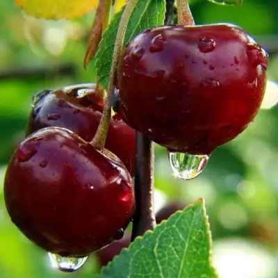 Вишня ЛАСУХА в Сморгони