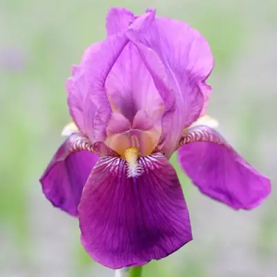 Ирис ИМПЕРАТОР бородатый в Сморгони