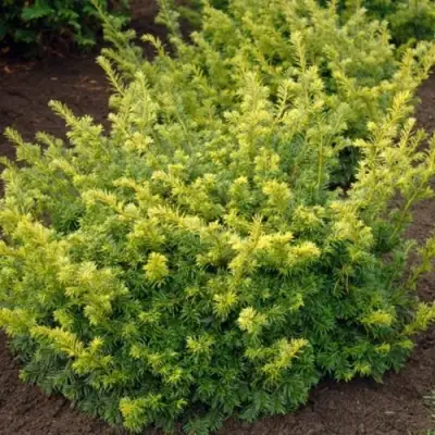 Тис ЭЛЕГАНТИССИМА ягодный в Сморгони