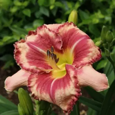 Лилейник АУТСТАНДИНГ гибридный в Сморгони