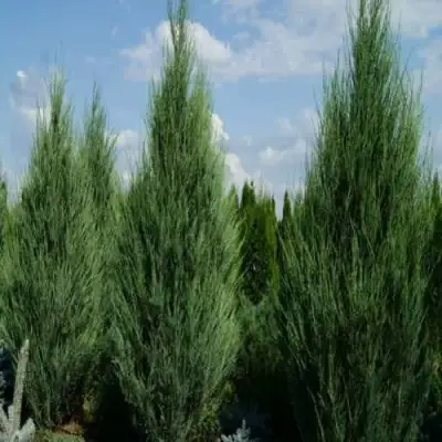 Можжевельник СКАЙРОКЕТ  скальный в Сморгони