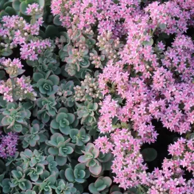 Очиток (седум) САНСПАРКЛЕР ЛАЙМ ЗИНГЕР в Сморгони