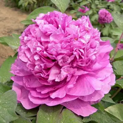 Пион ОРНАМЕНТ древовидный в Сморгони