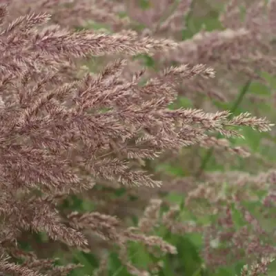 Вейник КАРЛ ФОРСТЕР остроцветковый в Сморгони