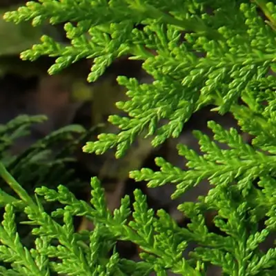 Туя восточная в Сморгони