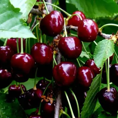 Черешня РЕВНА в Сморгони