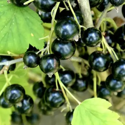 Смородина черная ВОЛОГДА в Сморгони