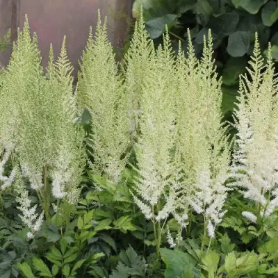 Астильба ДИАМАНТ Арендса в Сморгони