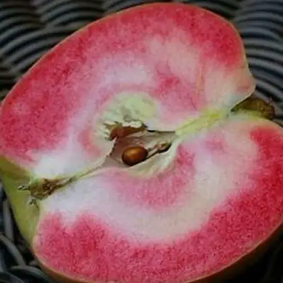 Яблоня ПИНК ПЕРЛ в Сморгони