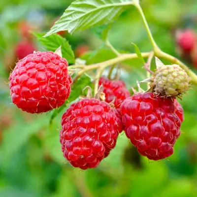 Малина РУБИФОЛ в Сморгони