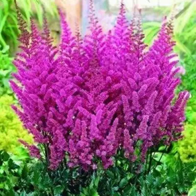Астильба ПЕПЛ РЕЙН гибридная в Сморгони