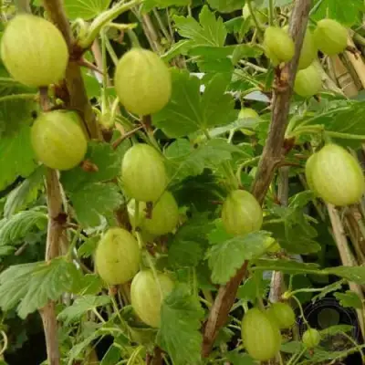 Крыжовник ИНВИКТА в Сморгони