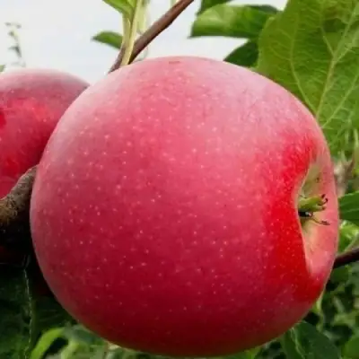 Яблоня АЙДАРЕД в Сморгони