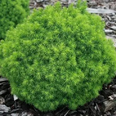 Ель АЛЬБЕРТА ГЛОБ сизая в Сморгони