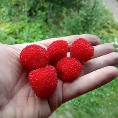 Малина ТИБЕТСКАЯ (РОЗОЛИСТНАЯ) в Сморгони