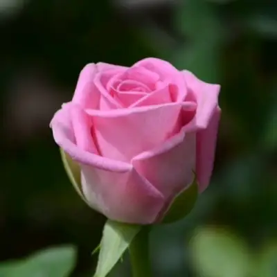 Роза АКВА чайно-гибридная в Сморгони