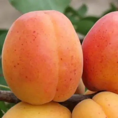 Абрикос ОЛИМП в Сморгони