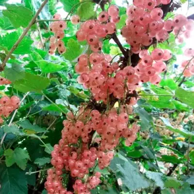 Смородина белая ПРЫГАЖУНЯ (РОЗОВАЯ) в Сморгони