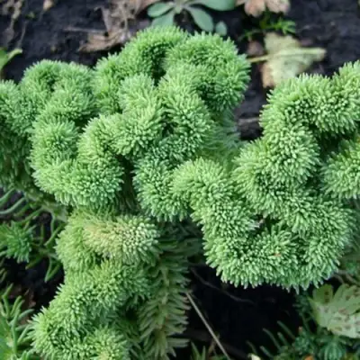 Очиток (седум) КРИСТАТУМ отогнутый в Сморгони