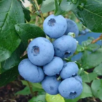 Голубика ТОРО в Сморгони