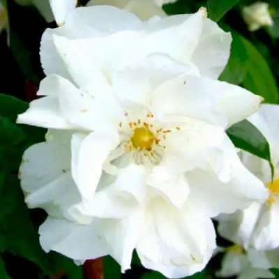 Жасмин РОЗАЦЕ в Сморгони