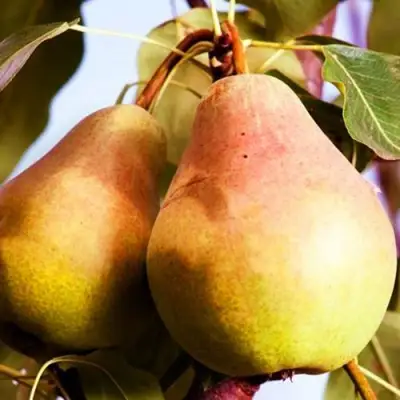 Груша СЛАДКАЯ ИЗ МЛИЕВА в Сморгони