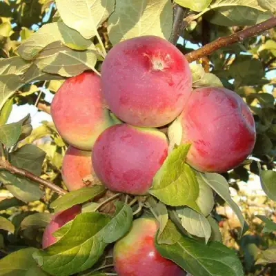 Яблоня ОРЛИК в Сморгони