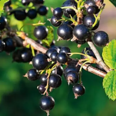 Смородина чёрная ЦЕРЕРА в Сморгони