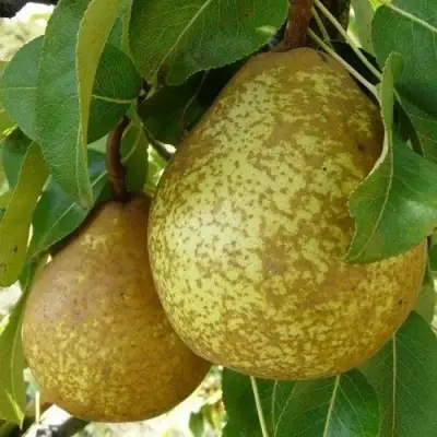 Груша ГЕНЕРАЛ ЛЕКЛЕРК в Сморгони