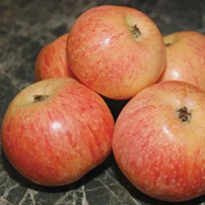 Яблоня КОНФЕТНОЕ в Сморгони
