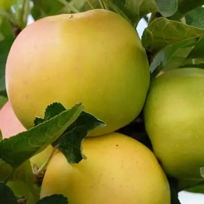 Яблоня БАНАНОВОЕ в Сморгони