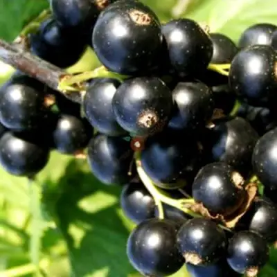 Смородина чёрная ДЕЛИКАТЕСНАЯ в Сморгони