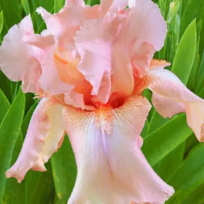 Ирис ПАТИ ДРЕСС бородатый в Сморгони