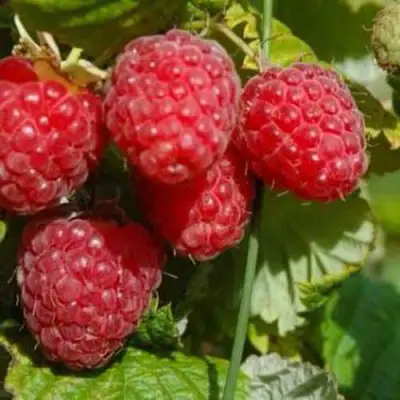 Малина ПРИМАРА в Сморгони