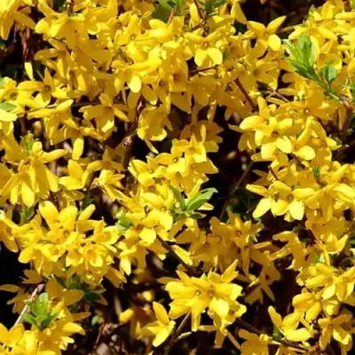 Форзиция ЛЕДНОГОРА промежуточная в Сморгони