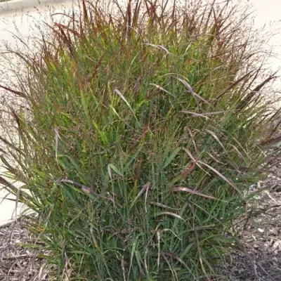 Просо ШЕНАНДО прутьевидное в Сморгони