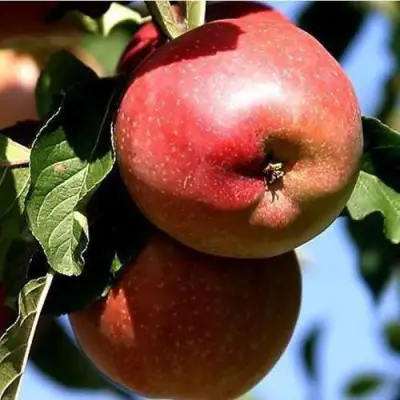 Яблоня АНТЕЙ КИЕВСКИЙ колонновидная в Сморгони