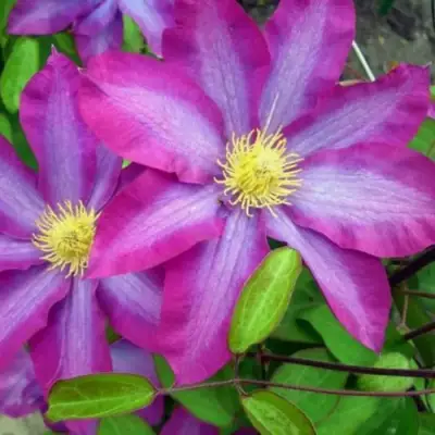 Клематис КАКИО в Сморгони