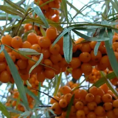 Облепиха БОТАНИЧЕСКАЯ в Сморгони