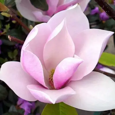 Магнолия АЛЕКСАНДРИНА  в Сморгони