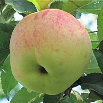 Яблоня ЛЕТНЕЕ СЛАДКОЕ в Сморгони