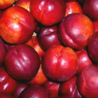 Нектарин МЕДВЕДЕВСКИЙ в Сморгони