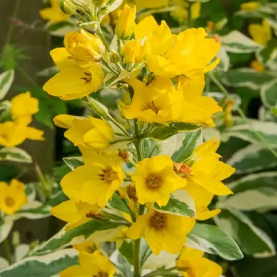 Вербейник АЛЕКСАНДР точечный в Сморгони