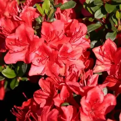 Азалия ФРИДОЛАЙН японская в Сморгони