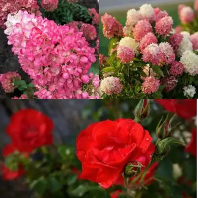 Комплект РОЗОВЫЙ ЗАКАТ в Сморгони