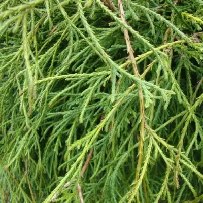 Кипарисовик ФИЛИФЕРА НАНА горохоплодный  в Сморгони