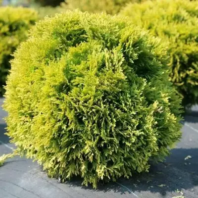 Туя ДАВИД западная в Сморгони